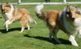 Puddleduck Boarding Kennel