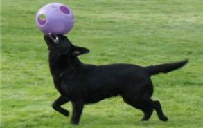 Puddleduck Boarding Kennel