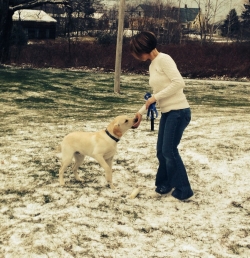 Midcoast Maine Boarding Kennel