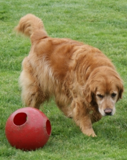 Puddleduck Boarding Kennel