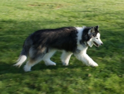 Puddleduck Boarding Kennel