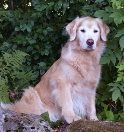 Puddleduck Boarding Kennel